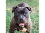 Cleopatra American Pit Bull Terrier Young Female