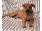 Leroy Mastiff Puppy Male