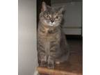 Adopt Cocotte a Tabby