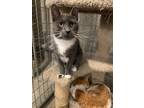 Adopt Pat a Gray or Blue (Mostly) Domestic Shorthair / Mixed cat in Bolton