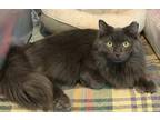 Adopt Sibby a Gray or Blue Domestic Longhair / Mixed cat in Bolton