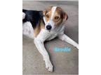 Adopt Brodie a Tricolor (Tan/Brown & Black & White) Beagle / Mixed dog in