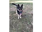 Adopt Matthias a German Shepherd Dog / Mixed dog in Thomasville, NC (32892147)