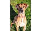 Adopt Charley a Great Dane, Mixed Breed