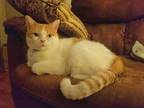 Adopt Gigi a Orange or Red (Mostly) British Shorthair (short coat) cat in East