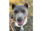 Adopt Asher a American Staffordshire Terrier