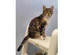 Adopt Martha a Tortoiseshell Domestic Shorthair (short coat) cat in Creston