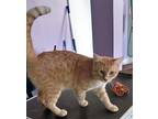 Adopt Tiger a Orange or Red Tabby Domestic Shorthair (short coat) cat in