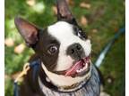 Adopt McGee a Black - with White Boston Terrier / Mixed dog in Wethersfield