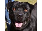 Adopt Sir William Blake a Black Labrador Retriever / Shar Pei / Mixed dog in San