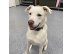Adopt Ella a Tan/Yellow/Fawn Labrador Retriever / Pit Bull Terrier / Mixed dog