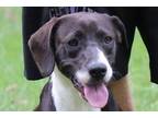 Adopt Cooper--Lower Fee!!! a Black - with White Beagle / Labrador Retriever /