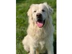 Adopt CARSON a Great Pyrenees