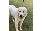 Adopt SONNY a Great Pyrenees