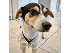 Klondike (tn), Rat Terrier For Adoption In Knoxville, Tennessee
