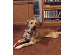 Adopt Cooper (#3492) a Golden Retriever, Labrador Retriever