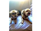 Adopt Princess and Molly -BONDED PAIR a Yorkshire Terrier, Poodle