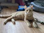 Adopt Natasha a Orange or Red Tabby Domestic Shorthair / Mixed (short coat) cat