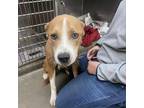 Adopt Zombie a Tan/Yellow/Fawn Husky / Pit Bull Terrier / Mixed dog in El