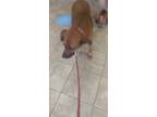 Adopt Rosie a Red/Golden/Orange/Chestnut Redbone Coonhound / Mixed dog in