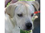 Adopt PeriWinkle a Tan/Yellow/Fawn - with White Labrador Retriever / Feist /