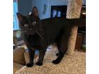 Adopt Spirit a All Black Domestic Shorthair (short coat) cat in Morganton