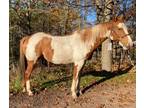 APHA Mare