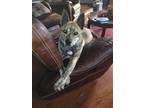 Adopt Zeelander-MISSING DOG-REWARD OFFERED a Australian Cattle Dog / Blue Heeler