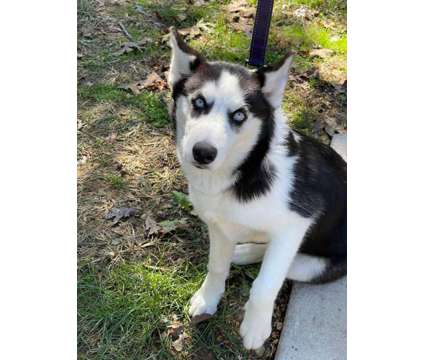 5 month old siberian husky is a Female Siberian Husky For Sale in Saint James MO