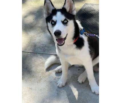 5 month old siberian husky is a Female Siberian Husky For Sale in Saint James MO