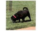 Adopt Licorice a Pug, Boston Terrier