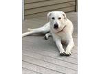 Adopt Miller a White Great Pyrenees / Labrador Retriever dog in Grovertown