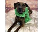Adopt Fenrir a Black Plott Hound / Doberman Pinscher / Mixed dog in Wilmington