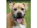 Adopt Ludo a Terrier (Unknown Type, Medium) / American Staffordshire Terrier /