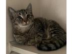 Adopt Gaia a Domestic Shorthair / Mixed cat in Calverton, NY (32920275)