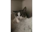 Adopt Pluto a Domestic Shorthair / Mixed cat in Calverton, NY (32920278)