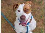 Adopt *JAX a White - with Brown or Chocolate American Pit Bull Terrier / Mastiff