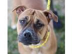 Adopt Ginger elle *Bonded a Brown/Chocolate Boxer / Black Mouth Cur / Mixed dog