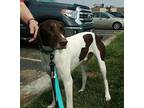 Cooper German Shorthaired Pointer Adult Male