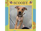 SCOOBY Black Mouth Cur Puppy Male