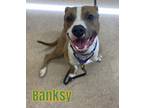 Adopt BANKSY a Staffordshire Bull Terrier, Mixed Breed
