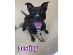 Adopt DESTINY a Staffordshire Bull Terrier, Mixed Breed