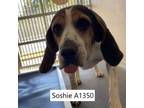 Adopt Soshie a Treeing Walker Coonhound