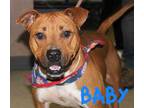 Adopt Baby a Tan/Yellow/Fawn American Pit Bull Terrier / Mixed dog in