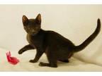 Adopt Geneva a Gray or Blue Domestic Shorthair / Domestic Shorthair / Mixed cat