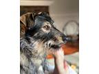 Adopt Dottie a Black - with Tan, Yellow or Fawn German Shepherd Dog / Dachshund