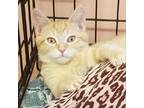 Adopt Vladimir a Domestic Shorthair / Mixed cat in Hamilton, GA (32934771)