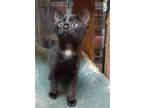 Adopt Dapper a Black (Mostly) Domestic Shorthair / Mixed (short coat) cat in