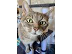 Adopt Leela a Gray, Blue or Silver Tabby Domestic Shorthair (short coat) cat in