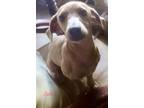 Adopt JACK in TX a Tan/Yellow/Fawn Dachshund / Mixed dog in Pawtucket